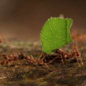 fourmis coupeuses de feuilles
