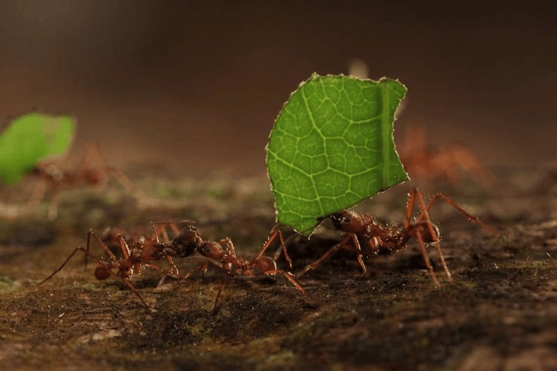 fourmis coupeuses de feuilles