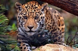 Le couloir du Jaguar