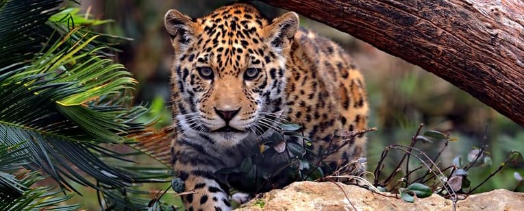 jaguar corcovado