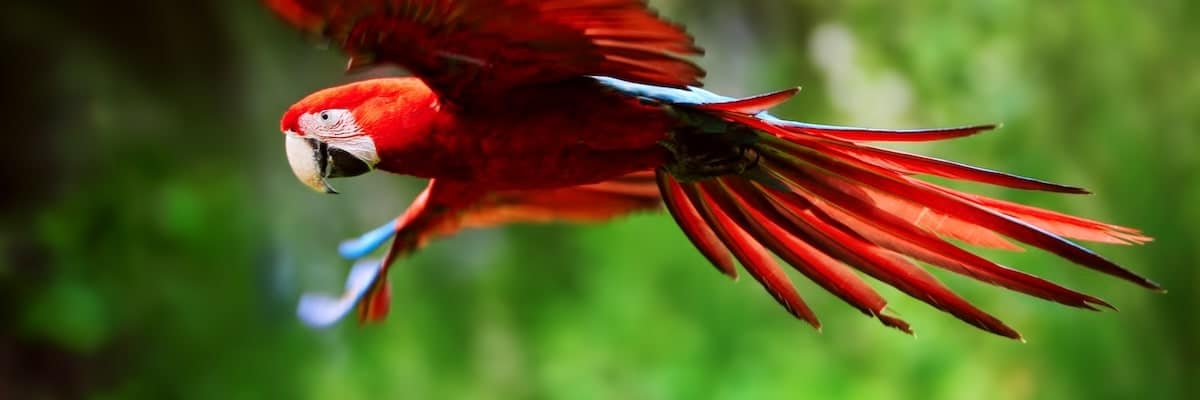 faune ara macaw is blurred flight