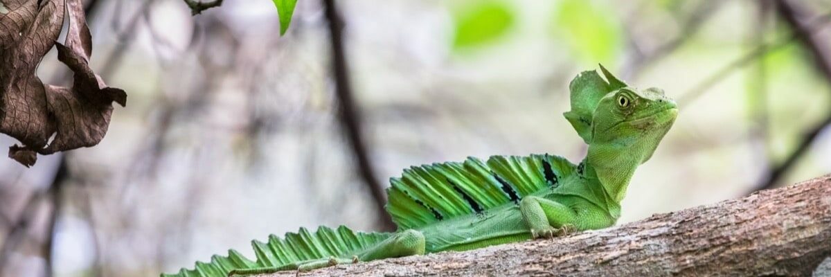 fauna basil lezard vert branch