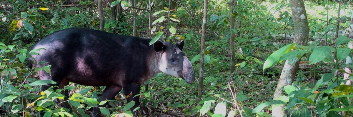 faune tapir corcovado is costa rica decouverte