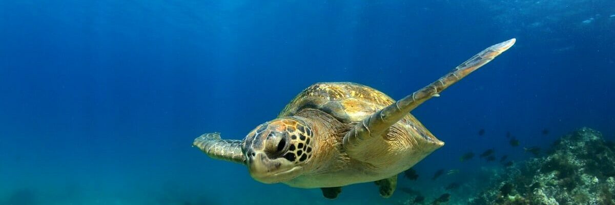 faune tortue verte nage is