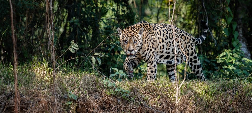 jaguar is costa rica decouverte