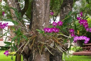 Orchidee-violette-arbre