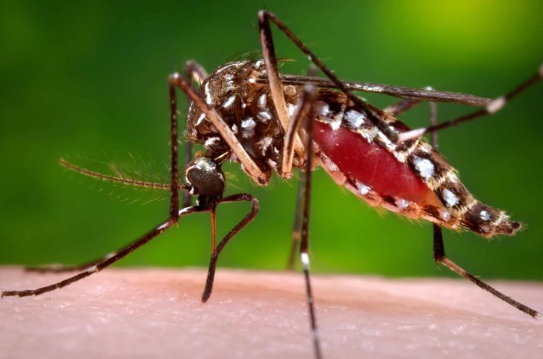 aedes aegypti virus zika