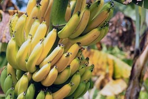 bananes regime costa rica decouverte