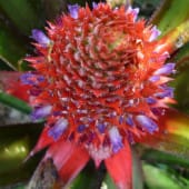 Fleur du Costa Rica : un Baton de l'empereur