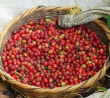 cafe costa rica decouverte
