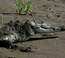 crocodile a tarcoles