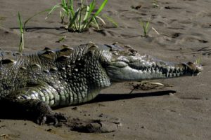crocodile a tarcoles