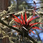 Epiphyte rouge