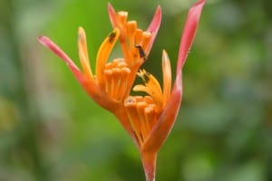 heliconia-costa-rica-decouverte