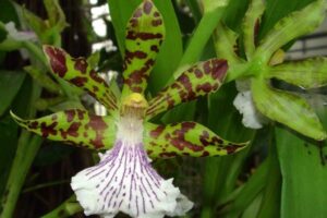 Orchidee Zygopetalum crinitum