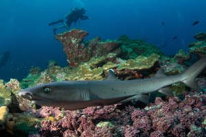 requin isla coco costa rica decouverte