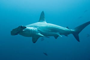 requin marteau costa rica decouverte