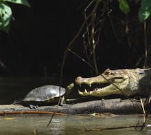 tortue caiman tortuguero costa rica decouverte