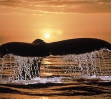 baleine golfo dulce costa rica decouverte