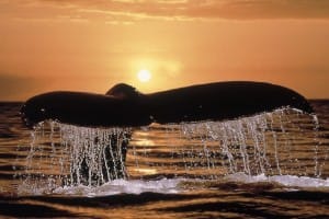 baleine golfo dulce costa rica decouverte