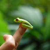 grenouille yeux rouges doigt costa rica decouverte