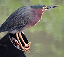Heron au Costa Rica