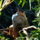 iguane costarica decouverte
