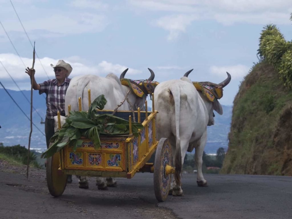 papi charette boeufs costa rica decouverte
