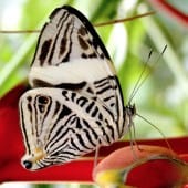 papillon blanc costa rica decouverte