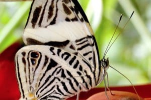 papillon blanc costa rica decouverte