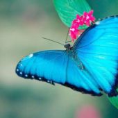 Le Morpho, ce papillon bleu électrique