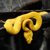 Serpent jaune - Bothriechis schlegelii