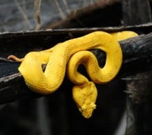 serpent jaune Bothriechis schlegelii costa rica decouverte