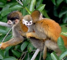 famille de singes écureuils