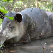 tapir corcovado costa rica decouverte