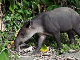 tapir corcovado costa rica decouverte 2
