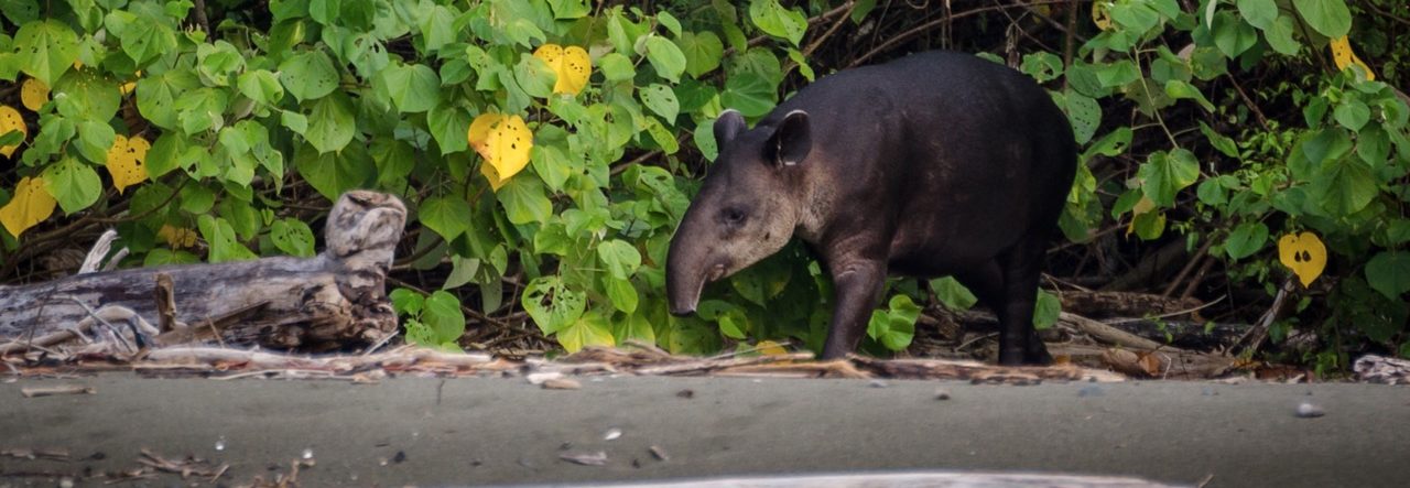 tapir corcovado costa rica decouverte 3