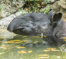 tapir corcovado is costa rica decouverte