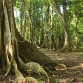 arbre racines is costa rica decouverte
