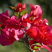 Bougainvillers