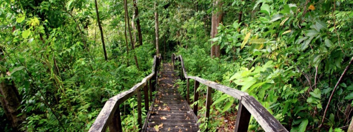 Escalier dans la jungle au Costa Rica
