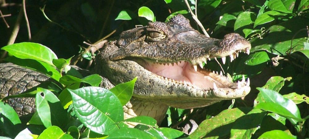 La Faune Et La Flore Du Costa Rica Costa Rica Découverte