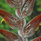heliconia poilu talamanca costa rica decouverte