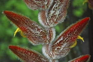 heliconia poilu talamanca costa rica decouverte