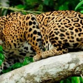 Jaguar au Costa Rica