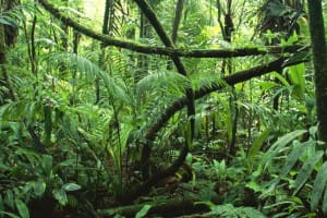liane jungle costarica decouverte slide
