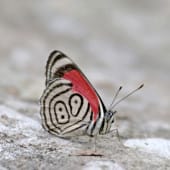 papillon Diaethria phlogea is costa rica decouverte