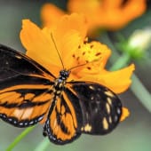 papillon noir orange