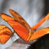 papillon orange costa rica