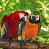 perroquet couple is costa rica